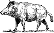 zwijn